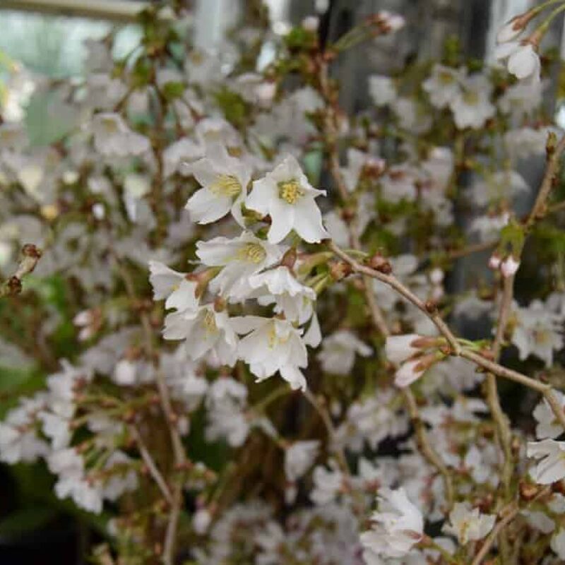 Prunus incisa 'Kojo-no-mai' 80-100 cm